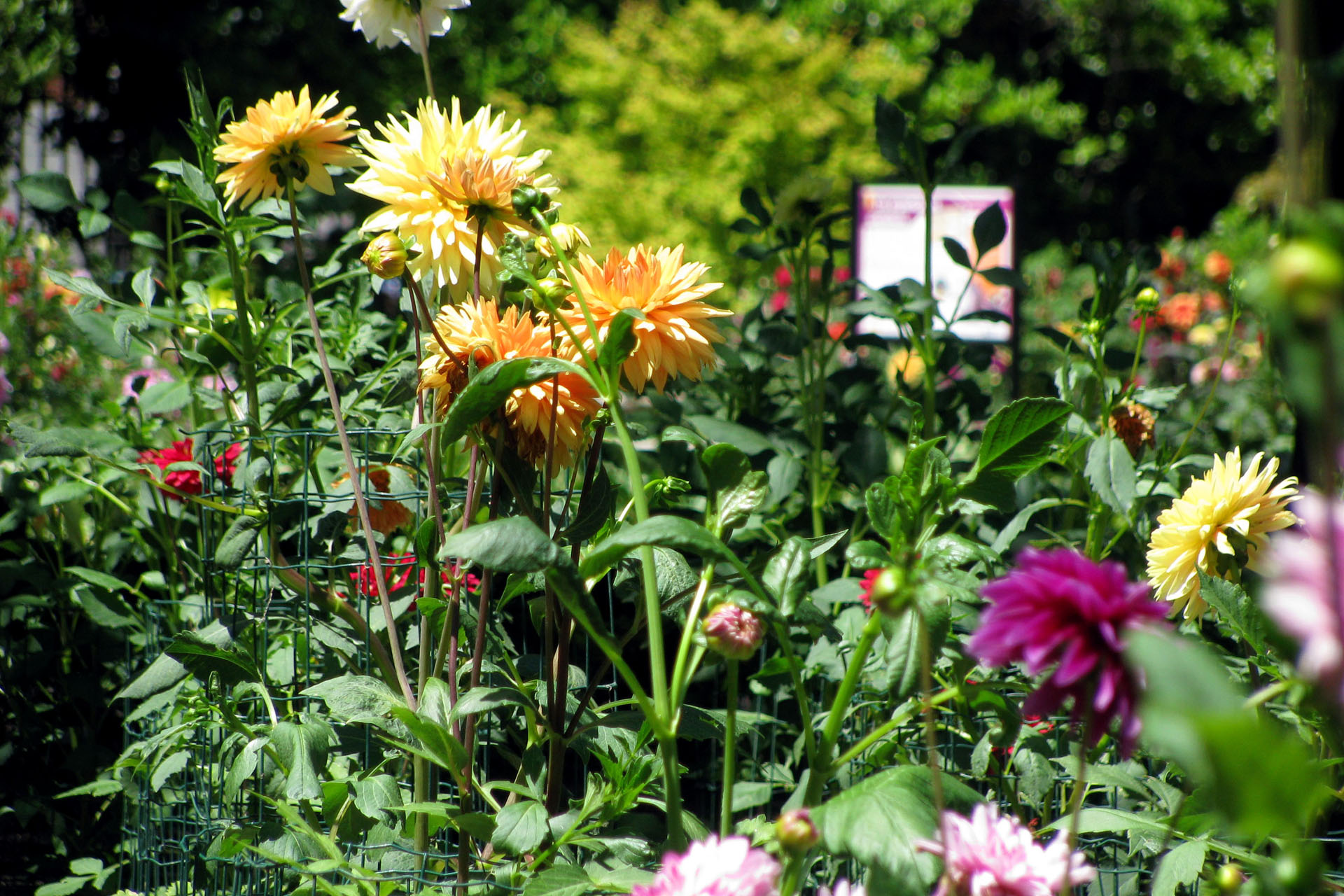 Real Jardín Botánico de Madrid