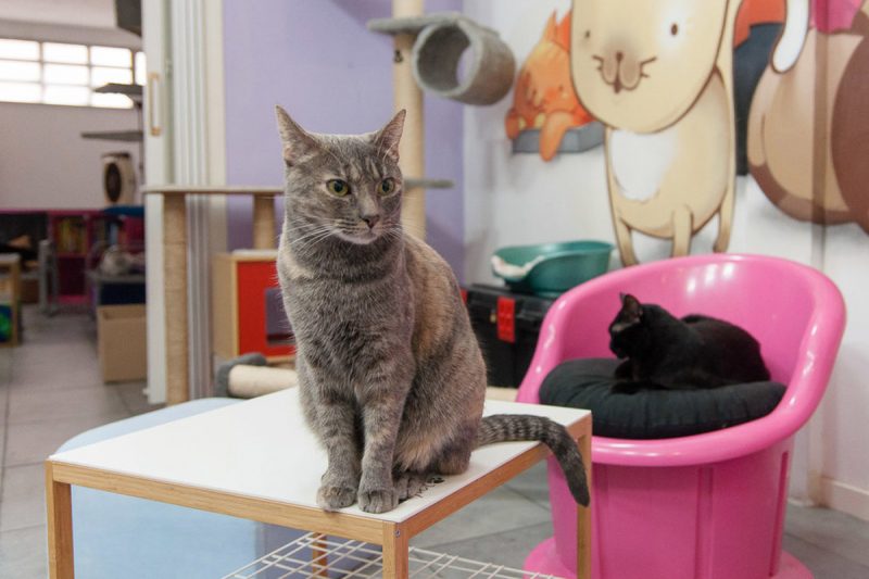 La Gatoteca